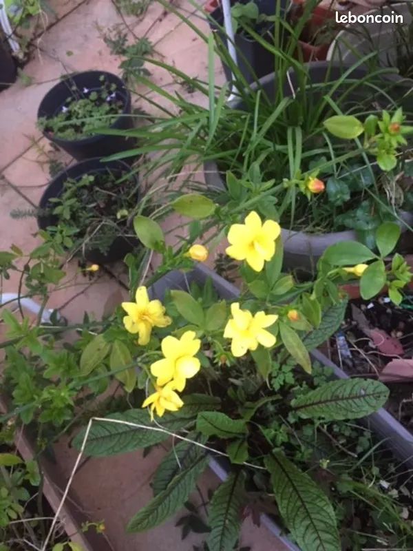 jasmin d hiver jaune grosses fleurs 3 Maisons-Alfort (94)