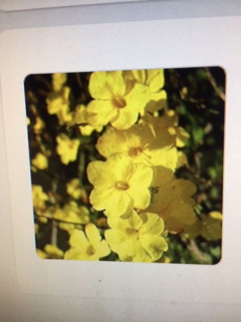 JASMIN D HIVER ROBUSTE FLEURS JAUNES 4 Maisons-Alfort (94)