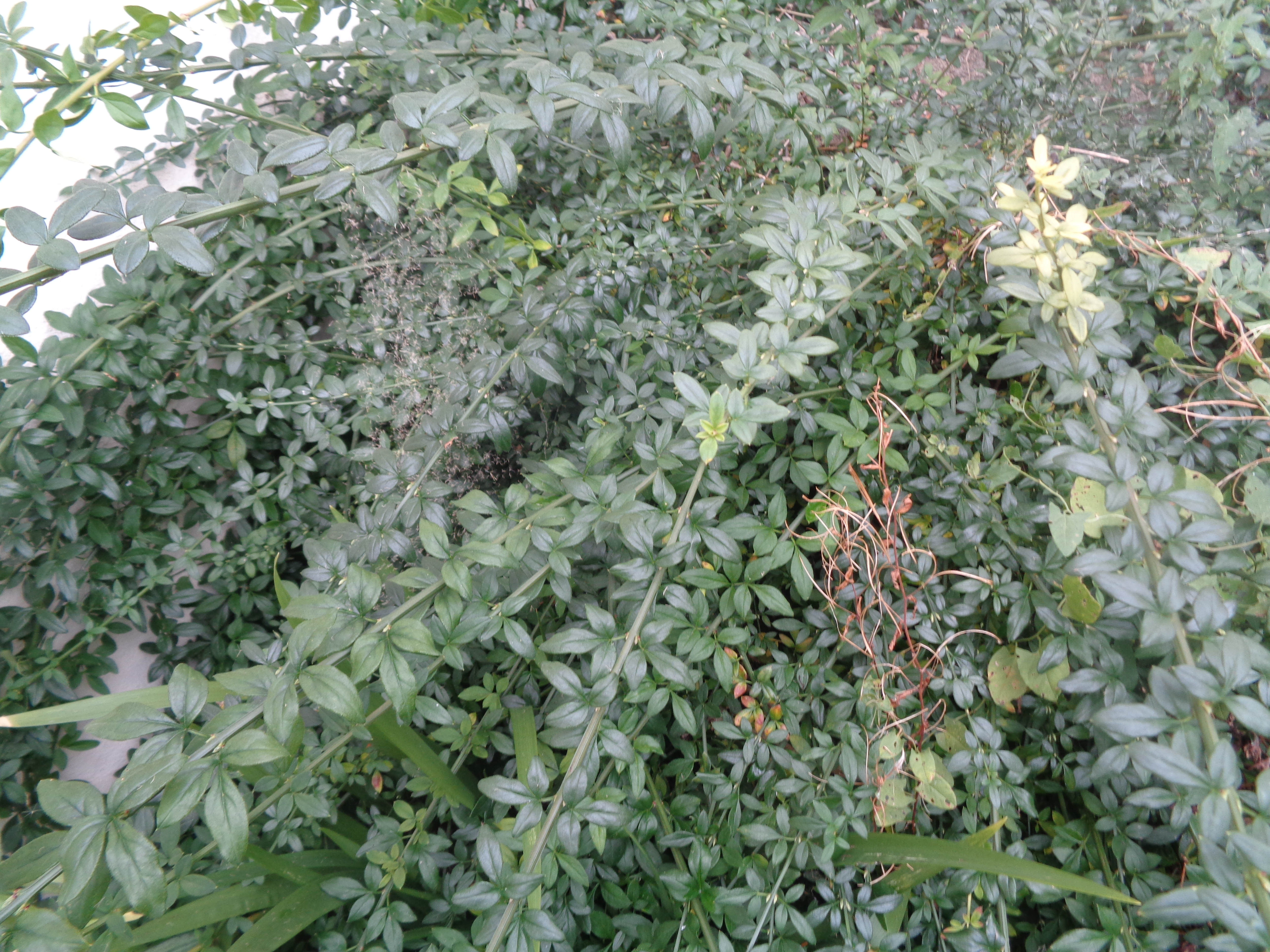 jasmin d'hiver 5 Lanvallay (22)