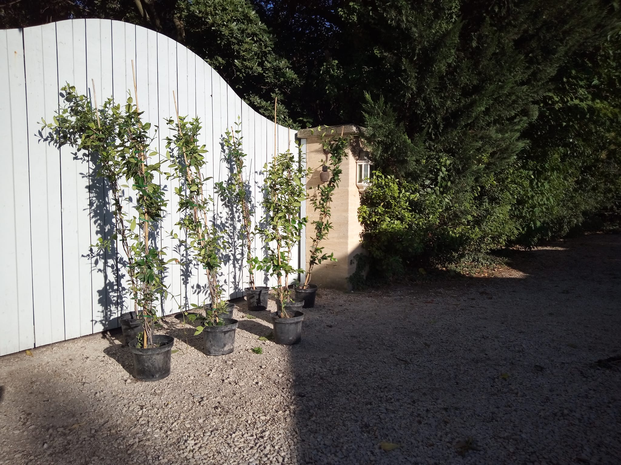 Jasmin des 4 Saisons � floraison blanche en container ?? 25 Ch�teaurenard (13)