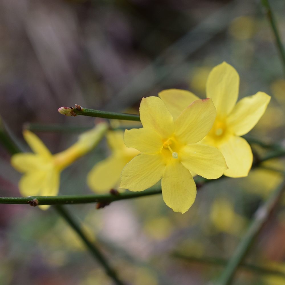 JASMINS D HIVER TRES BIEN RACINES.
4 Maisons-Alfort (94)
