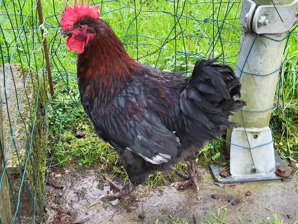 Jeune+Coq+de+Marans+pure+race 20 Maillezais (85)