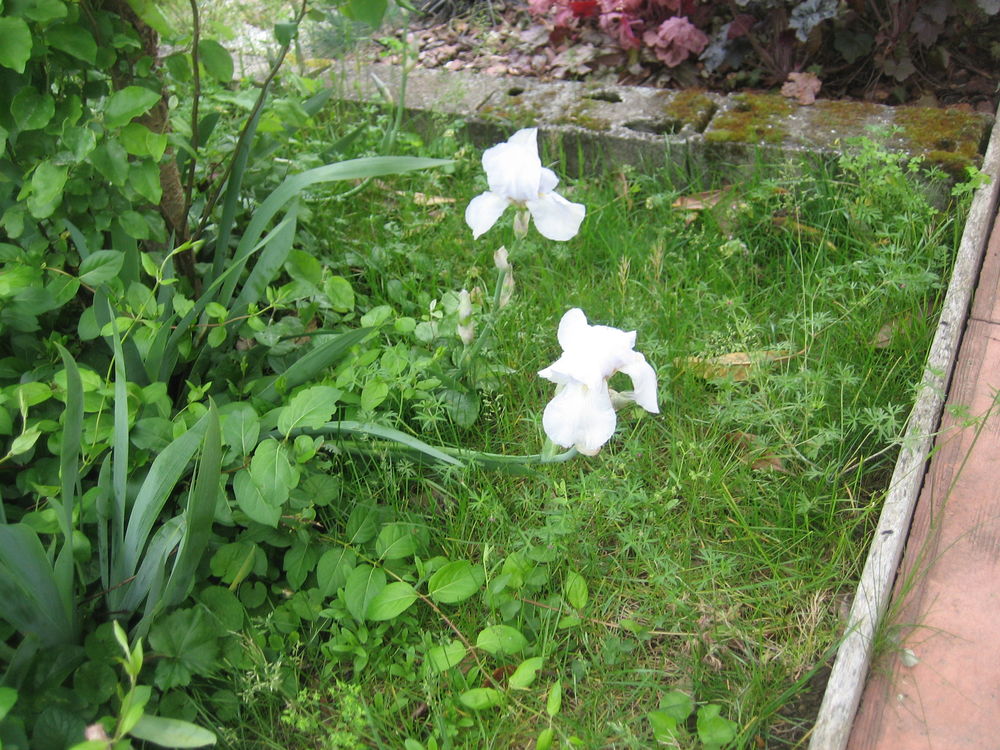joli iris blanc 3 Saint-Orens-de-Gameville (31)