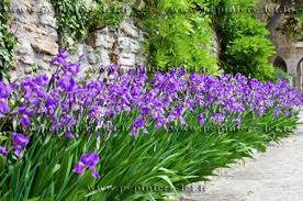 joli iris violet foncé 3 Saint-Orens-de-Gameville (31)