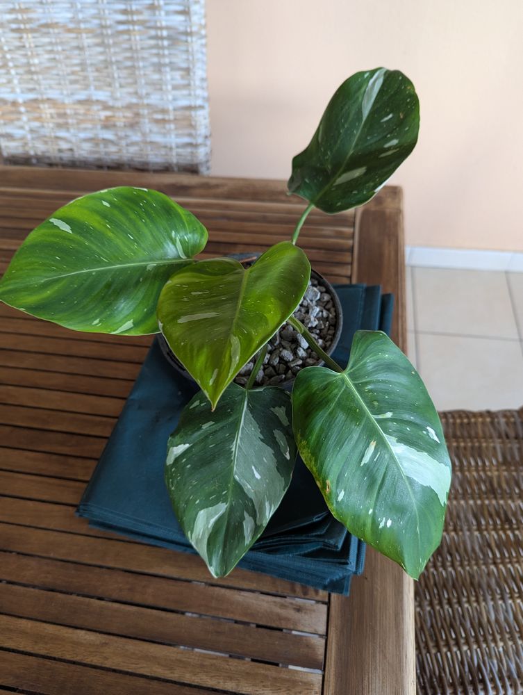Joli philodendron sur ste marie 972 20 Sainte-Marie (97)