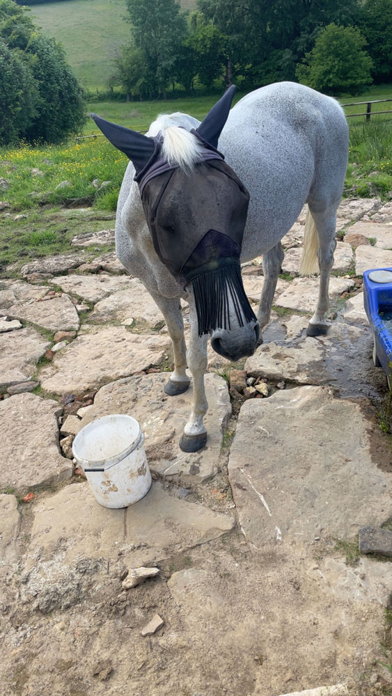 jument onc de 17 ans 1000 Beauvais (60)