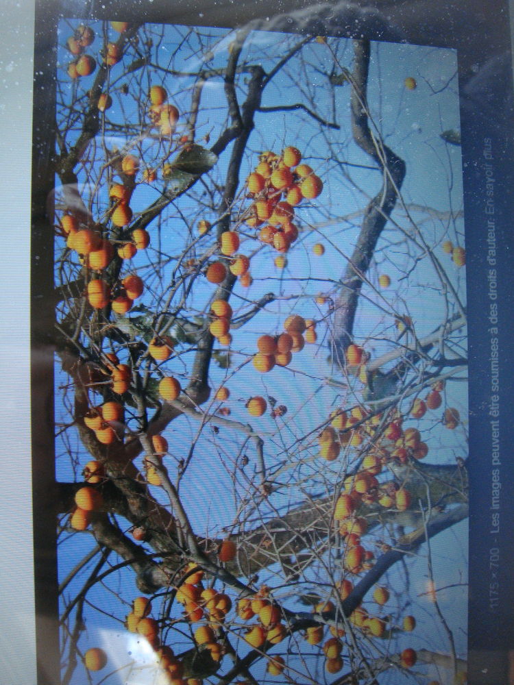 Kakis BIO d�licieux 1 euro le Kg 1 Grenoble (38)