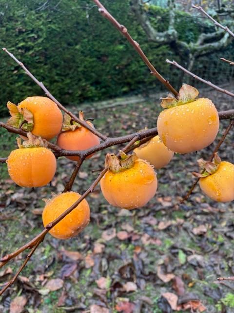 KAKIS frais, bio 39 Bossey (74)