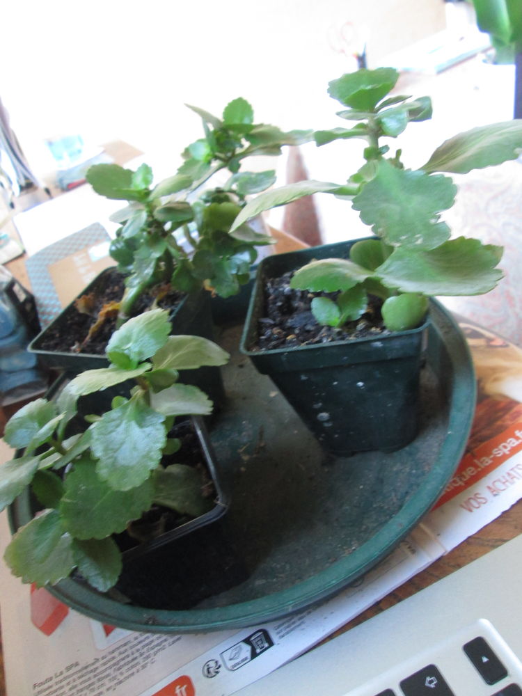Kalanchoe (plante grasse) 2 Herblay (95)