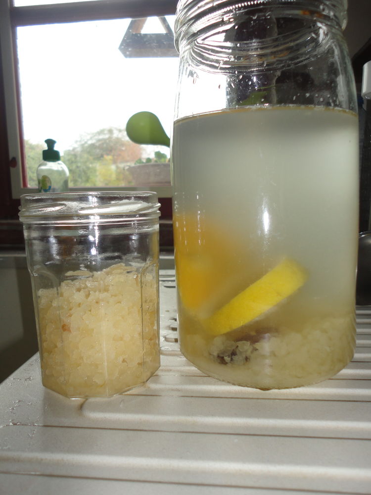 K�fir de fruit GRAINES 1 Lapenty (50)