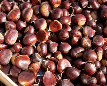 14 KILOS DE CHATAIGNES FRAICHES (ou AU DETAIL ) + NOIX 85 Saint-Denis-en-Val (45)