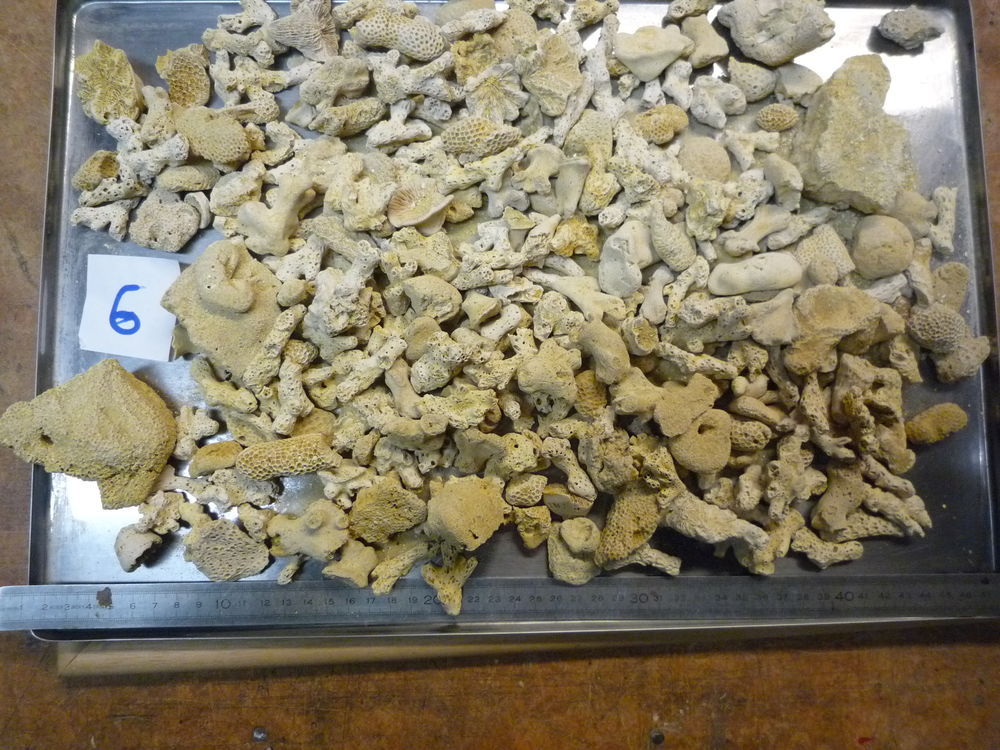 LOT N�06 X 2 KILOS DE  CORAUX FOSSILES BARTONIEN 20 Montry (77)