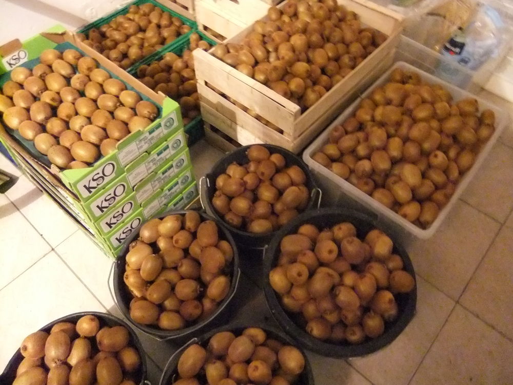 
kiwi vert bio 28 Libourne (33)