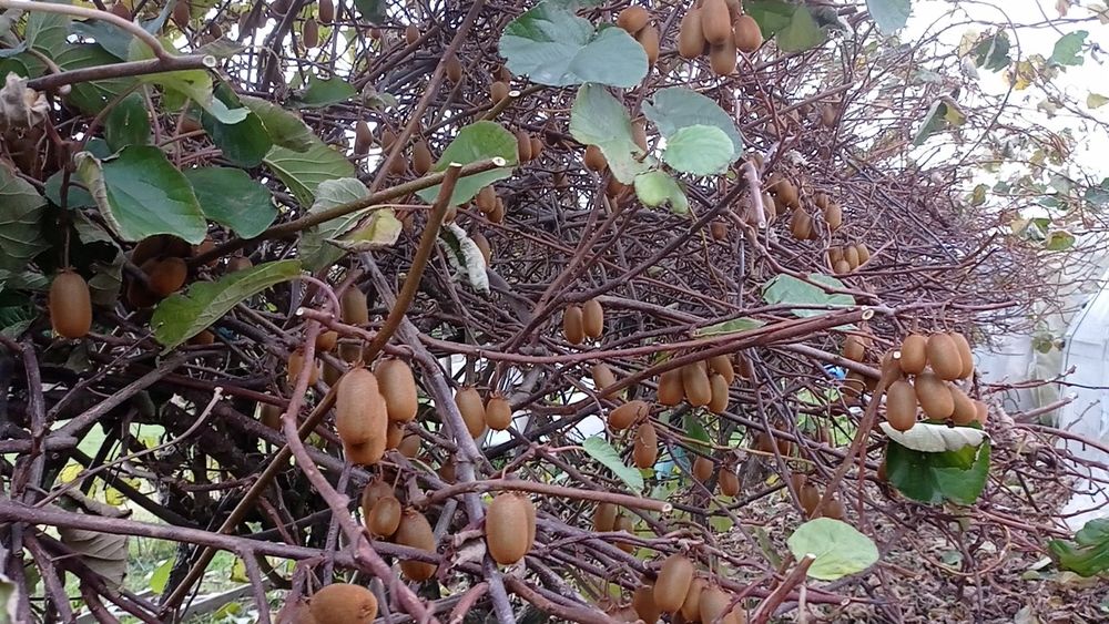 Kiwis biologique 0 Cancale (35)