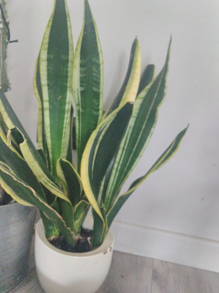 Langue de belle m�re 4 Le Mans (72)