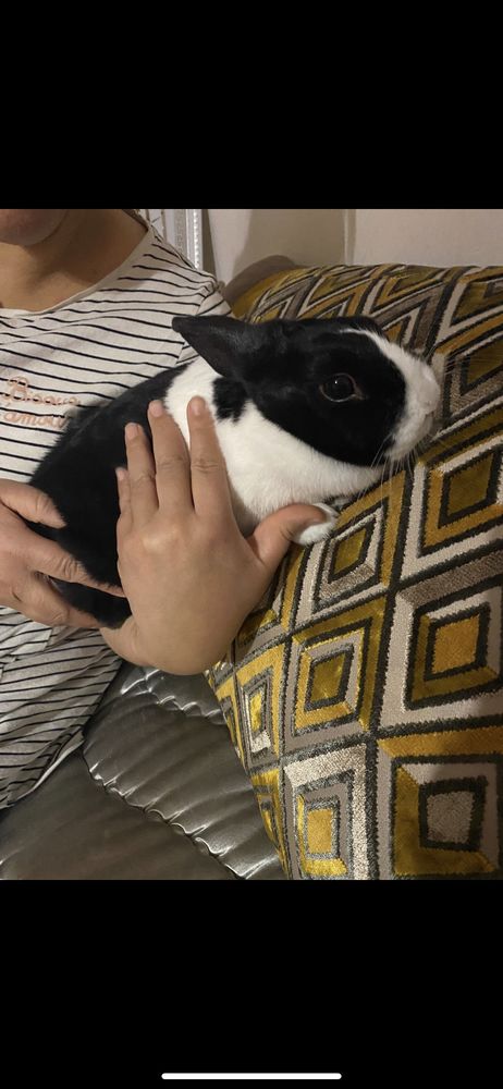 lapin nain 15 Rennes (35)