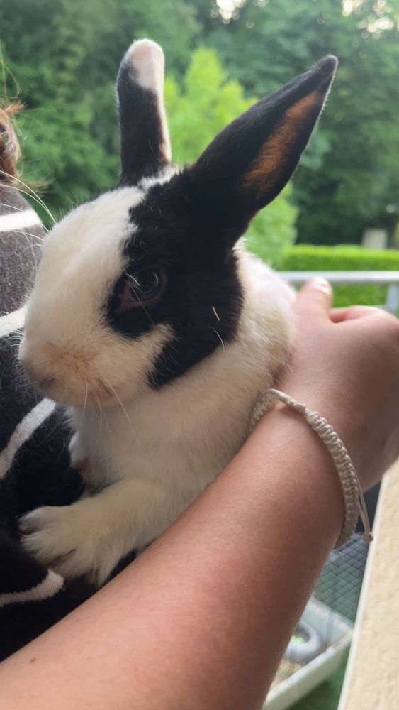 lapin nain 20 P�rigueux (24)