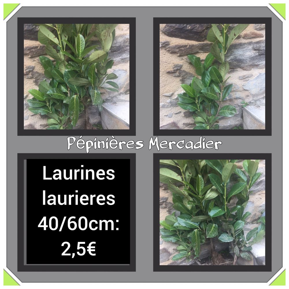 Laurier palme, laurines, laurieres : 40 � 60 cm 2 Lagu�pie (82)