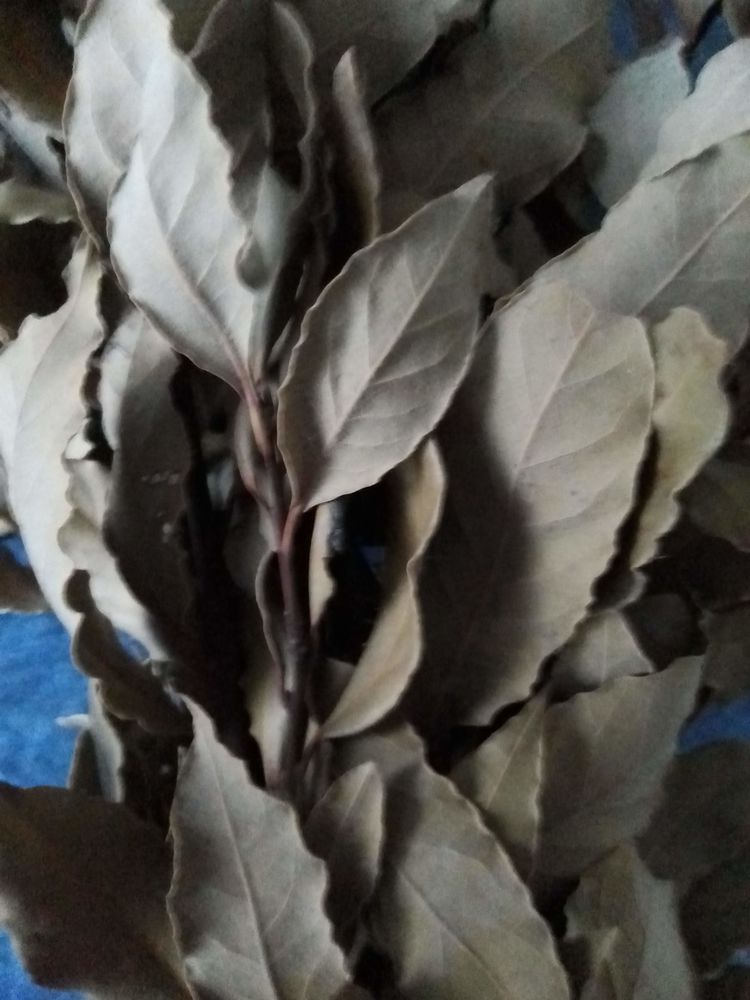 Laurier pour cuisiner 5 Rue (80)