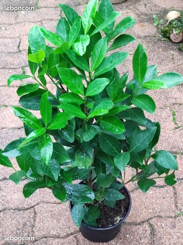 Laurier pour haie au jardin du lavoir 4 Saint-Yrieix-sur-Charente (16)