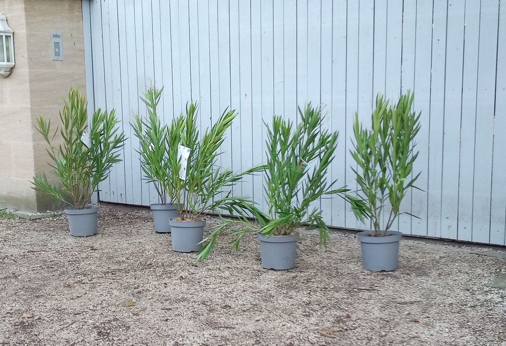 Laurier rose � fleur simple jaune lumineux 'Marie Gambetta' 16 Ch�teaurenard (13)