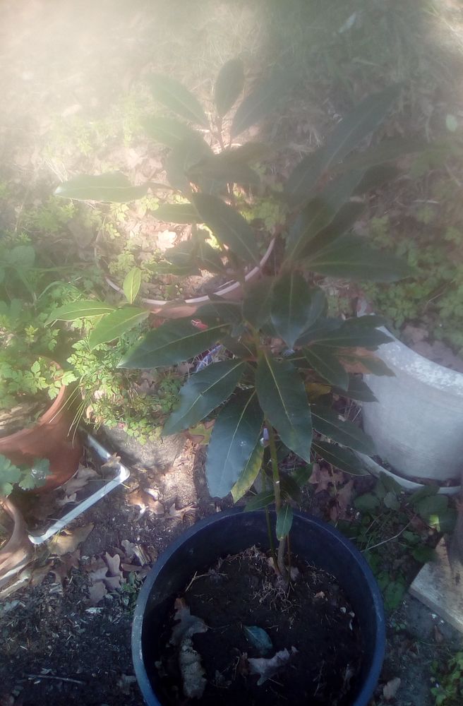 laurier sauce 80 cm 10 Beauchamp (95)