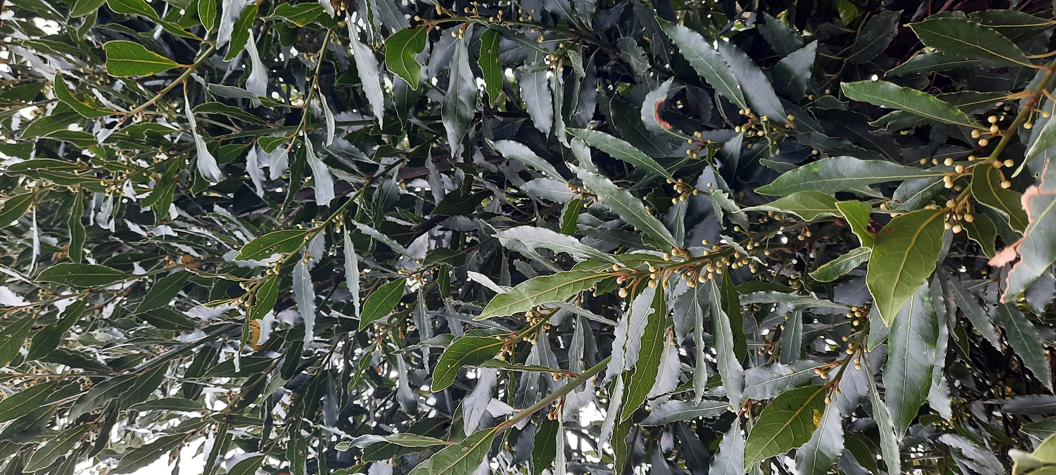 Laurier sauce bio 2 H�lesmes (59)