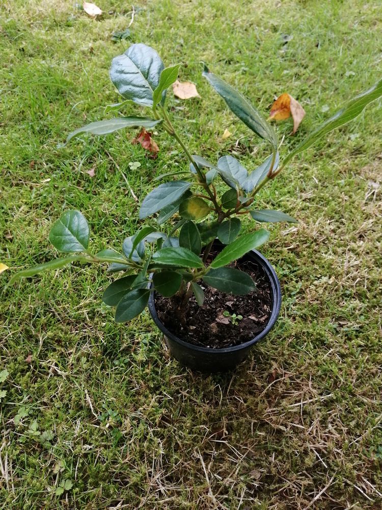 laurier tin viburnum tinus en pot 2 Bains-sur-Oust (35)