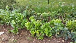 lauriers pour haie 4 Tournus (71)