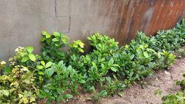 lauriers pour haie 4 La Roche-Vineuse (71)