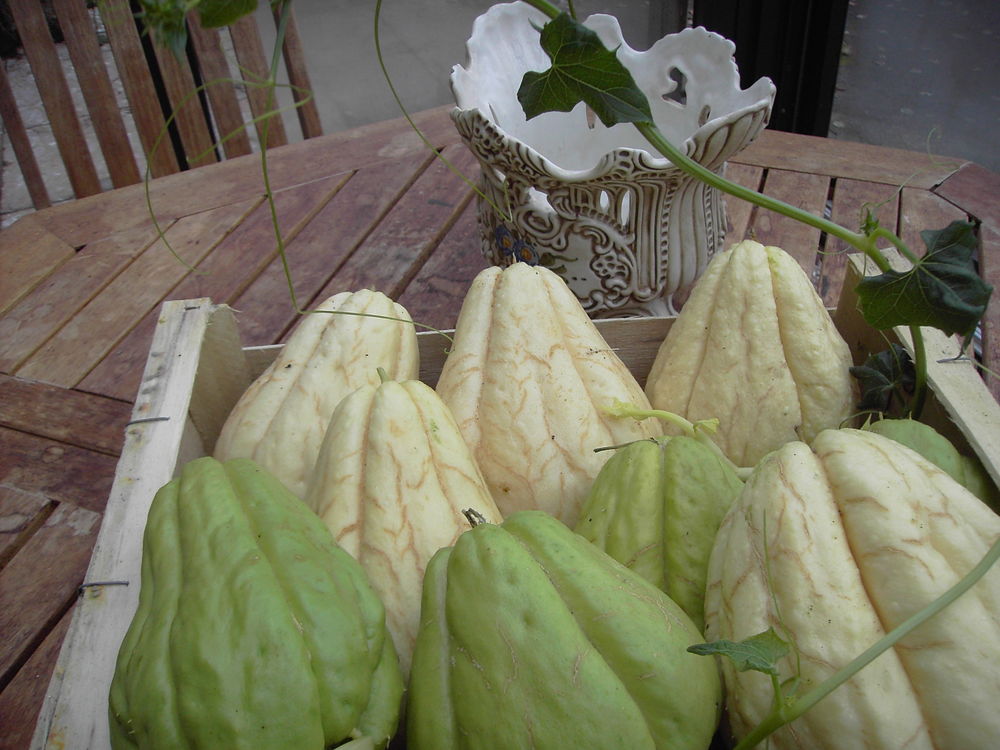 legumes chayottes 1 Melesse (35)