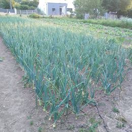 L�gumes naturel de mon jardin a l'ancienne 1 Flers (61)