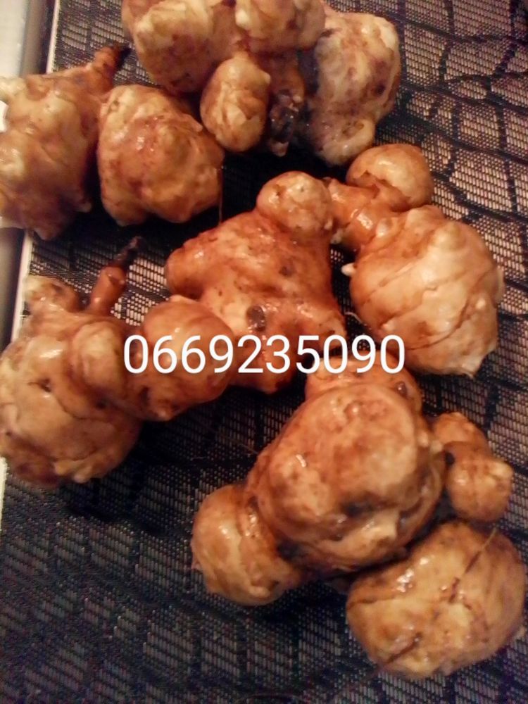 L�gumes bio(topinambours) 3 Auzat-la-Combelle (63)