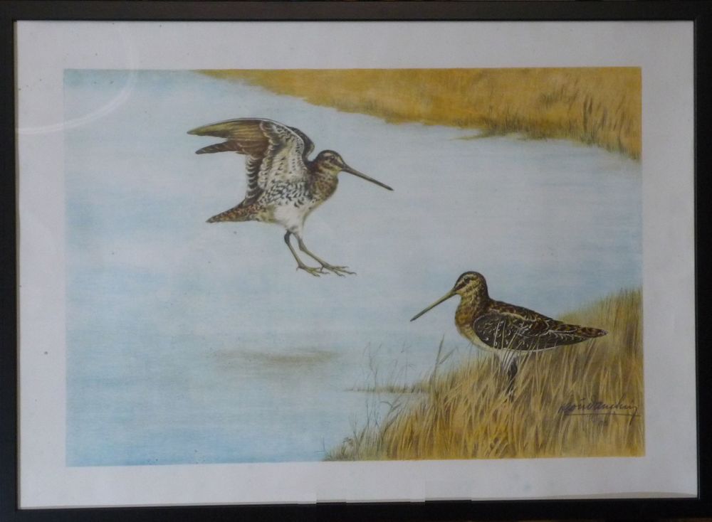 Leon DANCHIN Setter Pointer Fox Becassine Canard Litho Gravu 600 Les Essarts-le-Roi (78)