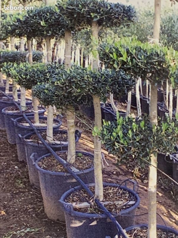                LERDER
PLANT OLIVIER POT MOTE.
LAVANDES MOTE. 5 Avignon (84)