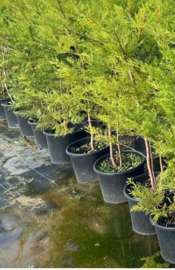 Leyland 5 Angoul�me (16)