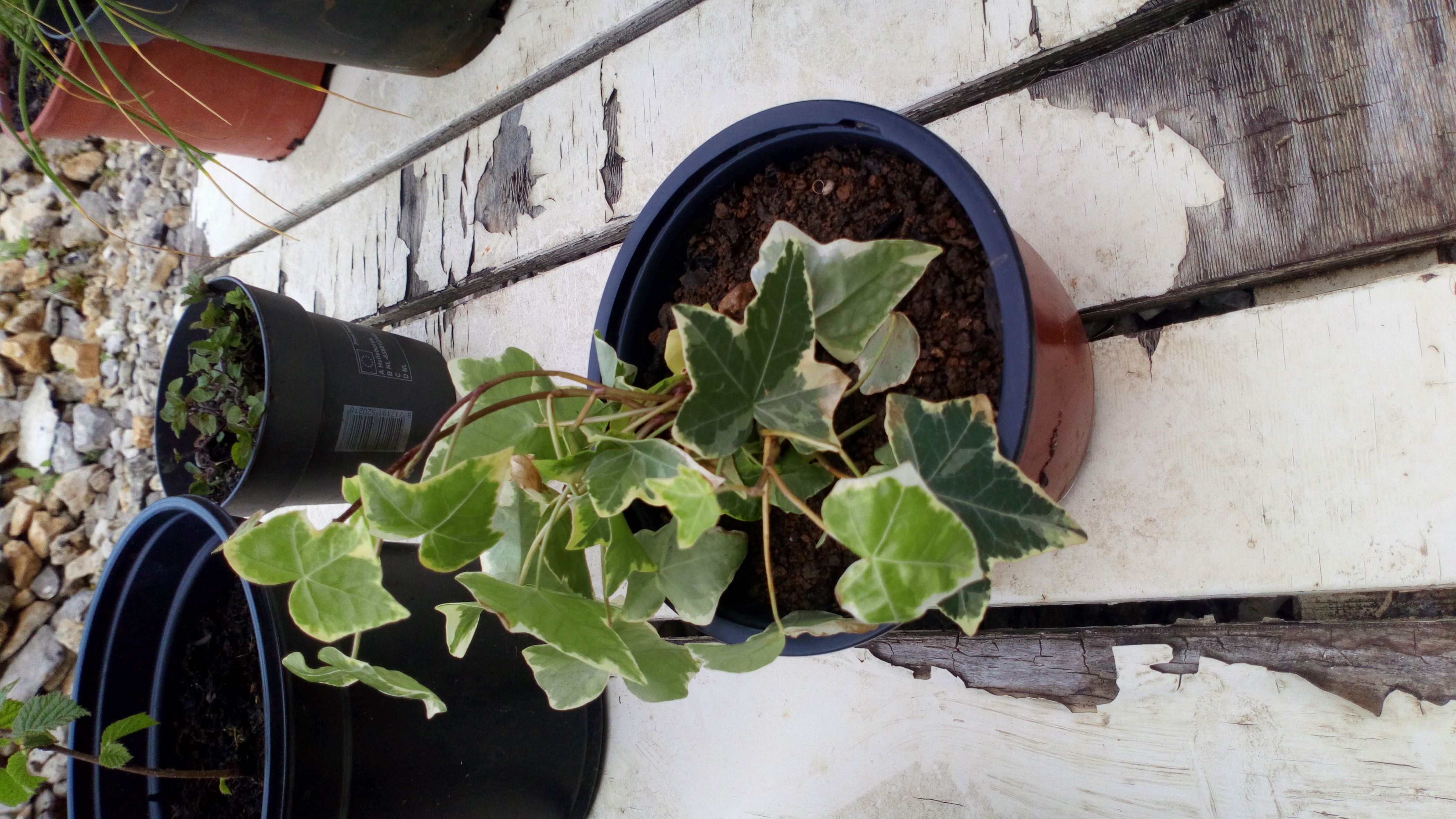 lierre grimpant 0 Battrans (70)