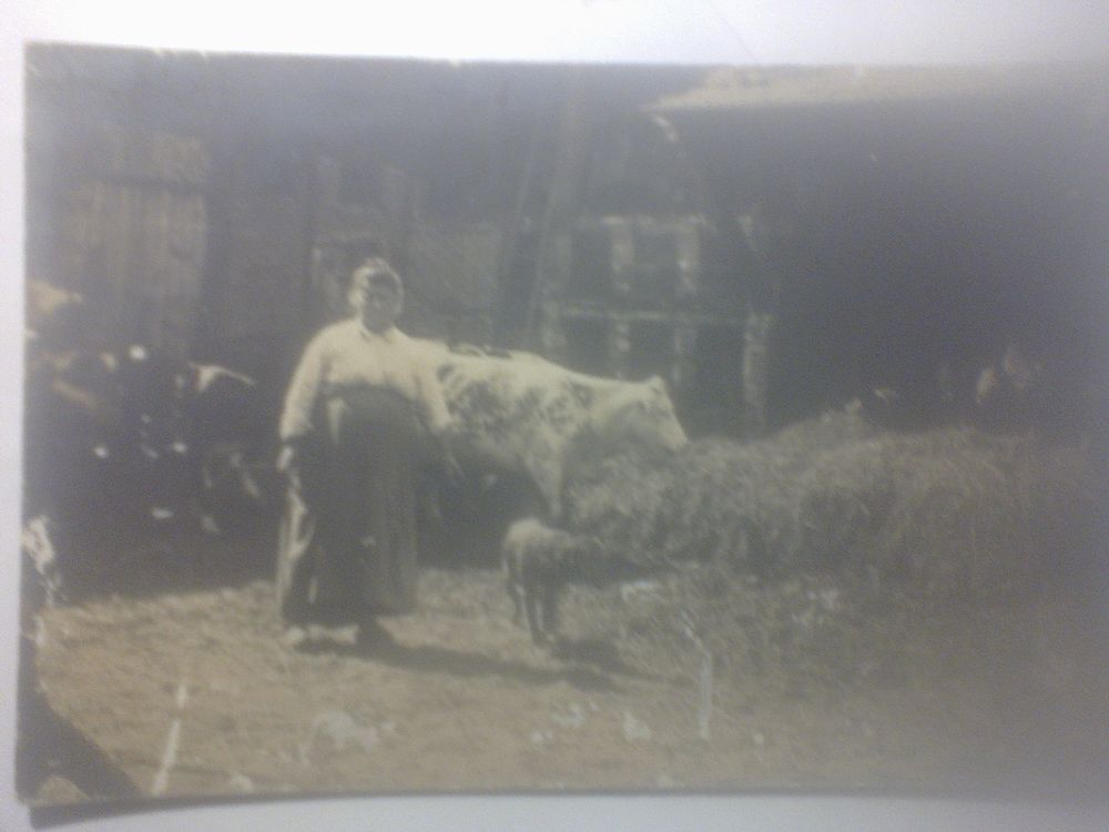 Lieu � identifier Photo de fermi�re vache veau 0 N�rac (47)