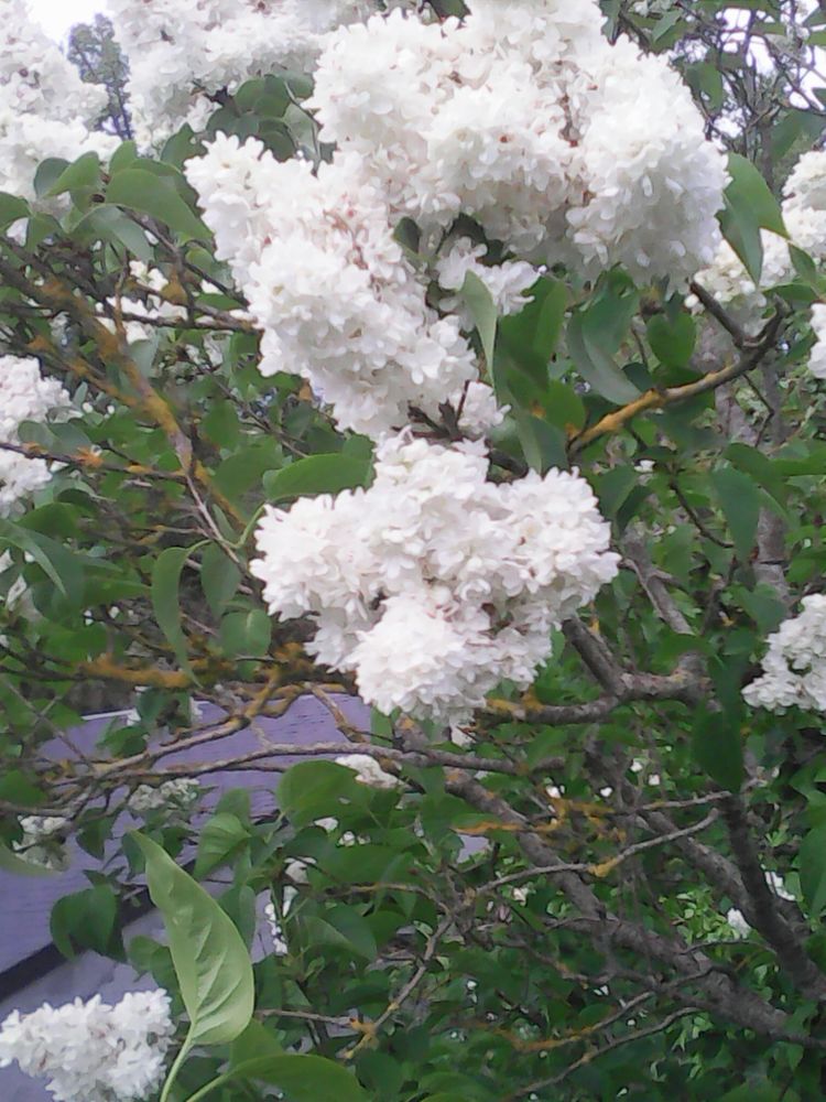 LILAS BLANC DOUBLE, Pour AIDE PROTECT CHATS ABANDONNES 0 Louerre (49)