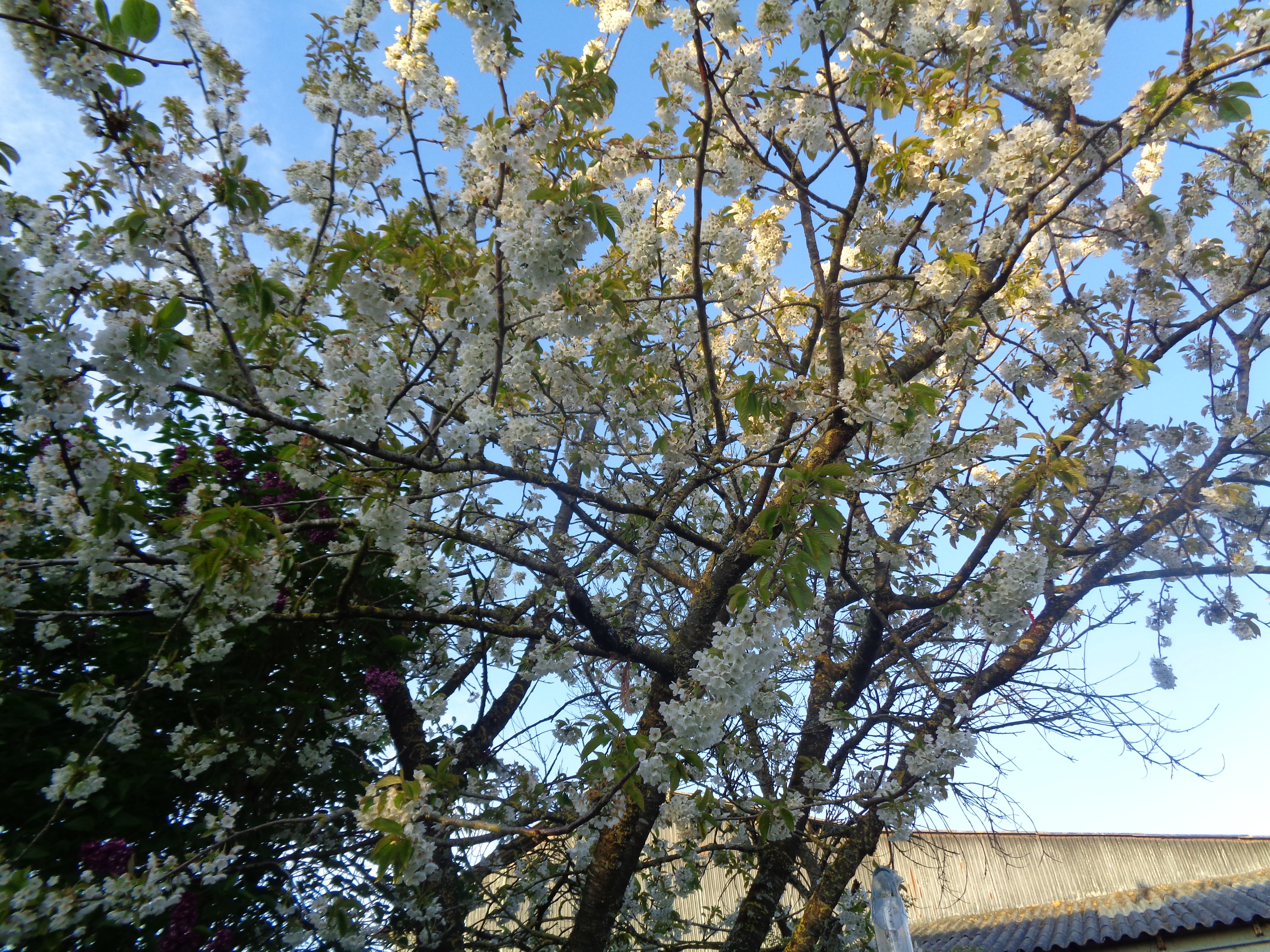 lilas double 3 Lanvallay (22)