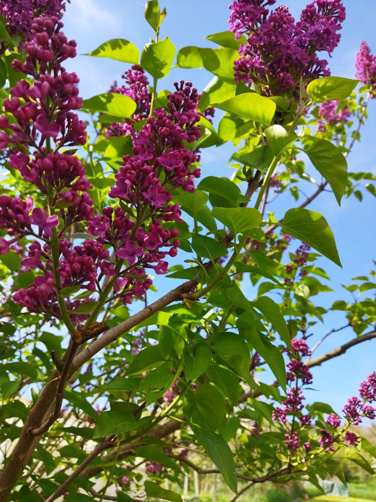 LILAS double 5 Eulmont (54)