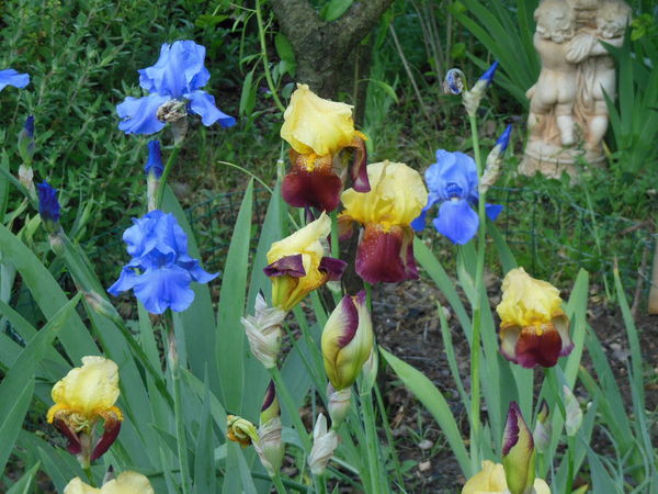 lilas ,h�m�rocalles ;cotoneaster et autres vivaces 2 Taradeau (83)