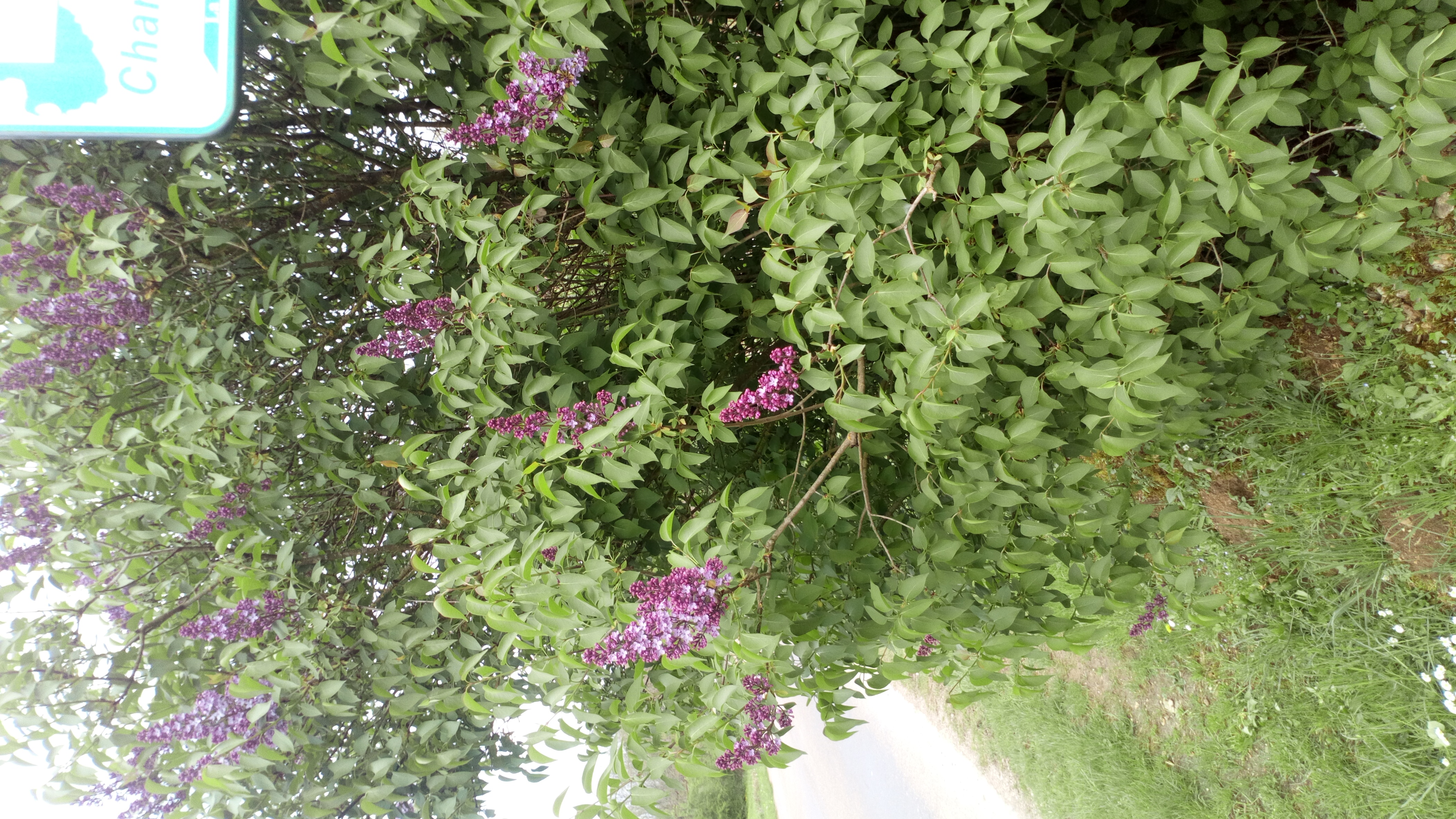 Lilas Mauve et Blanc 0 Battrans (70)