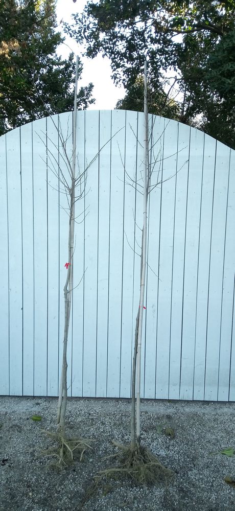 'Lilas de Perse' aussi appel� 'M�lia' en racine-nue?????? 40 Ch�teaurenard (13)