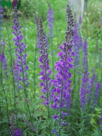 Linaria violet graines 1 Sainte-Genevi�ve-des-Bois (91)