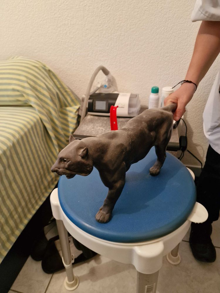 lion bronze 500 Vescovato (20)