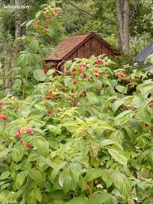 Lots de framboisiers remontants 30 Dontreix (23)