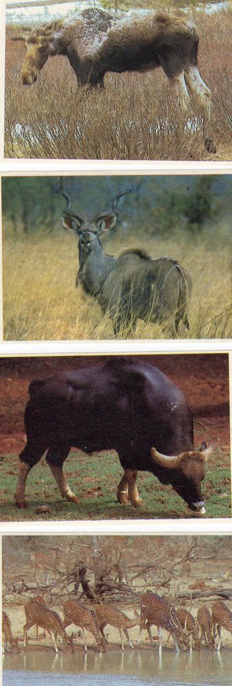 LOTS D'IMAGES POULAIN 7 Caumont (09)