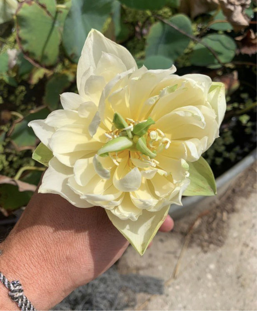 lotus like yellow antelope 20 Saint-Sever (40)