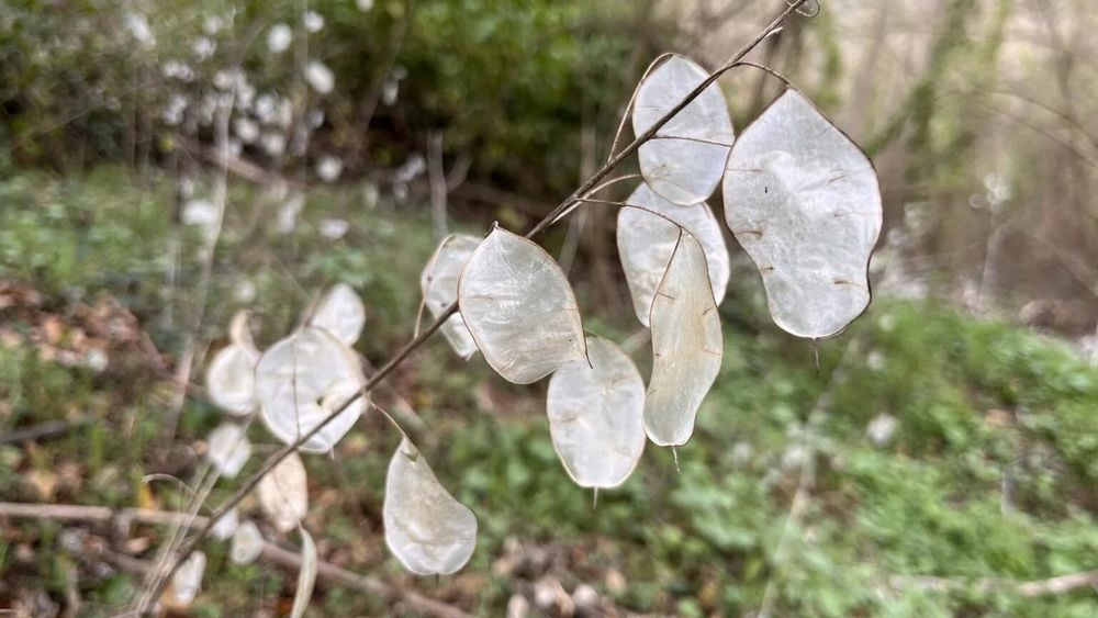 La Lunaire annuelle ou Monnaie-du-pape (Lunaria annua) 1.5 Manom (57)